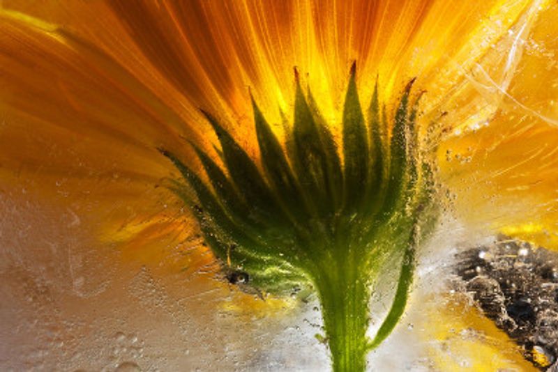 Frozen Marigold