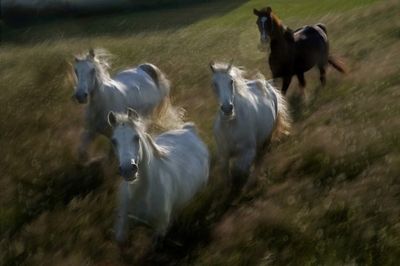 Gallop in