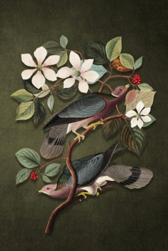 Audubon's Pigeons