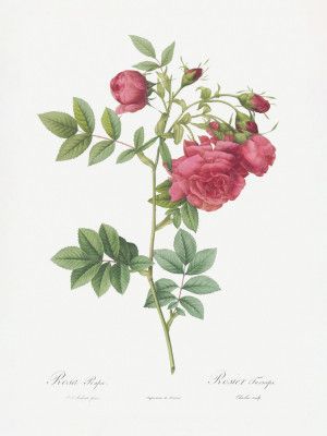 Turnip Roses, Les Roses (1817–1824)