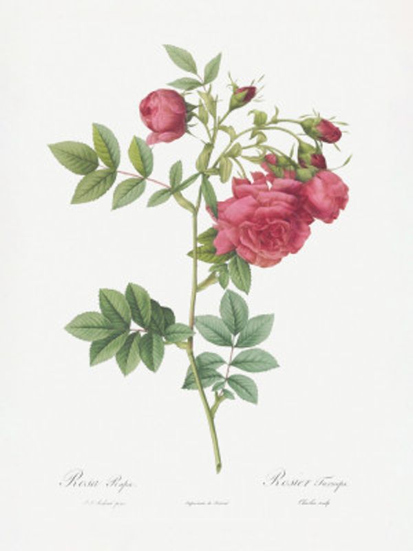 Turnip Roses, Les Roses (1817–1824)