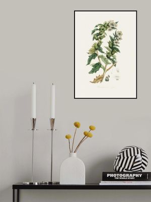 Henbane (hyoscyamus Niger) Medical Botany