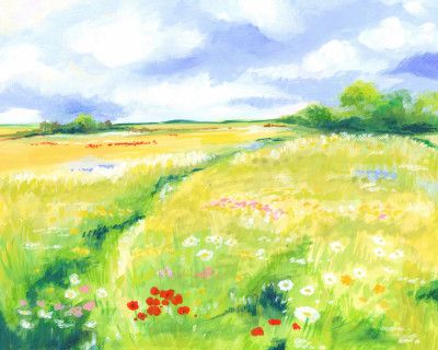 Wildflower Meadow