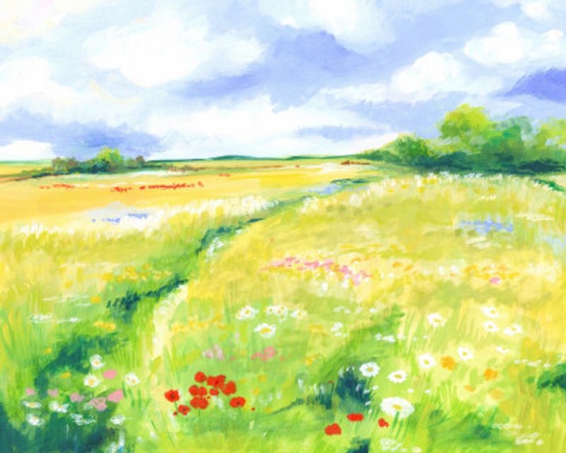 Wildflower Meadow