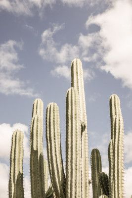 Desert Sentinels