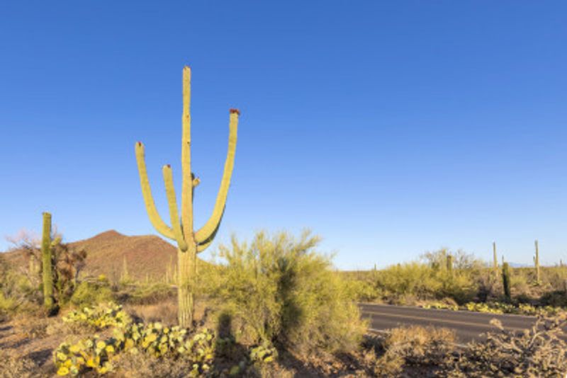 SAGUARO NATIONAL PARK Scenic impression