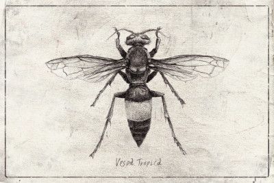 Wasp Sketch Study