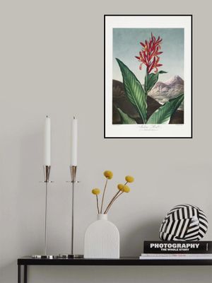 Indian Reed from The Temple of Flora (1807)