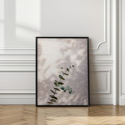 Eucalyptus Branch Shadow