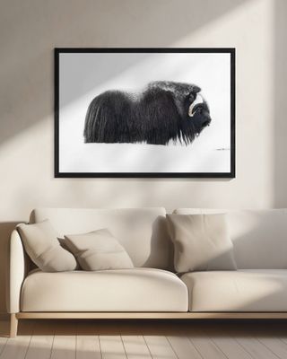 Muskox