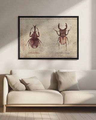 Beetle Illustrations
