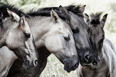 Four Konik Horses