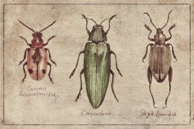 Vintage Insect Taxonomy Trio