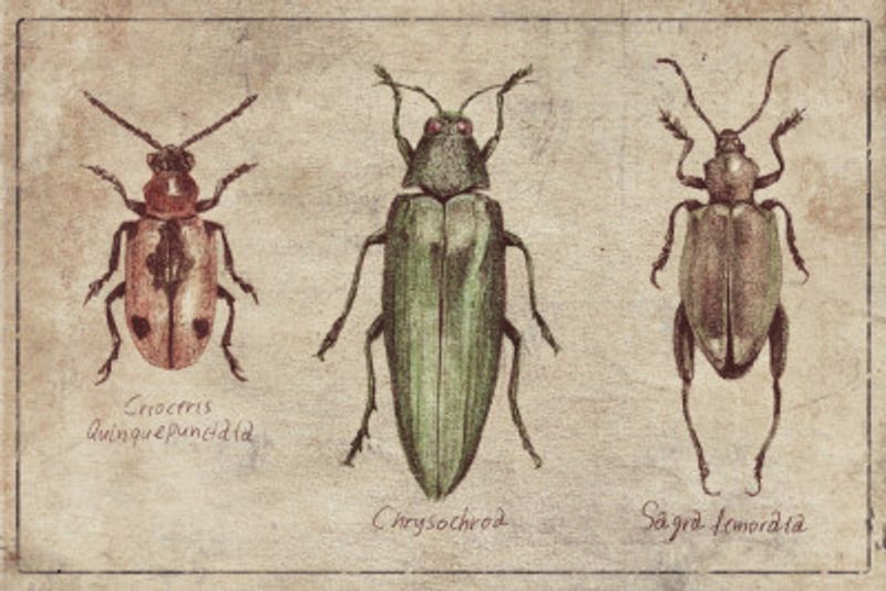 Vintage Insect Taxonomy Trio