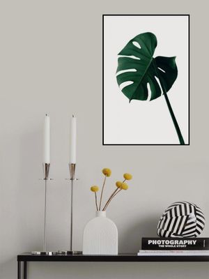 Monstera Natural 07