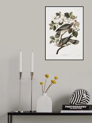 Brand Tailed Pigeon From Birds Of America (1827)