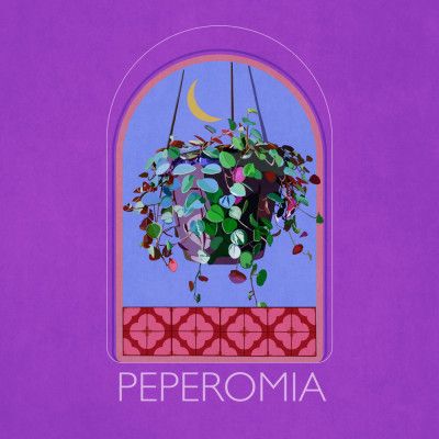 Green Sets Peperomia