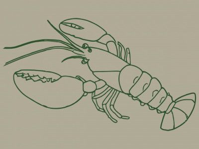 Elegant Lobster Sketch