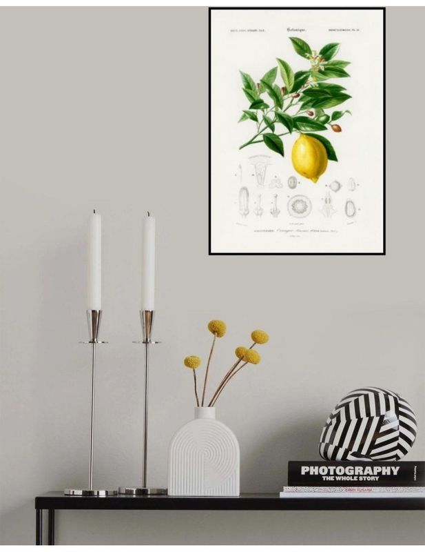 Lemon (Citrus Limonium),  