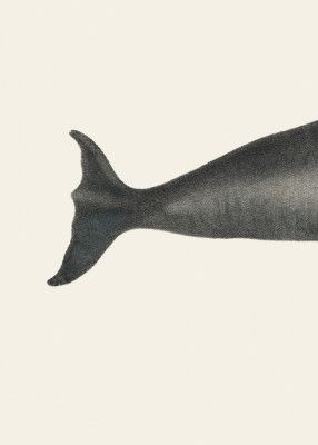 Whale Tight Crop I Handcolored Sealife Lithograph 1824