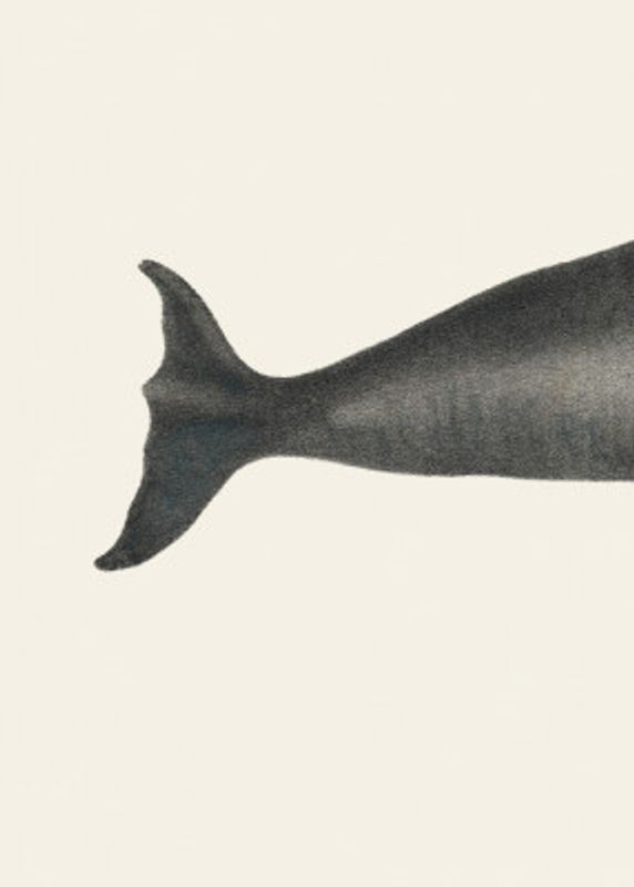 Whale Tight Crop I Handcolored Sealife Lithograph 1824