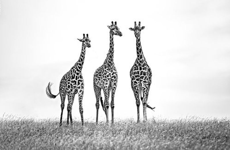 Giraffes in the  Mara plains