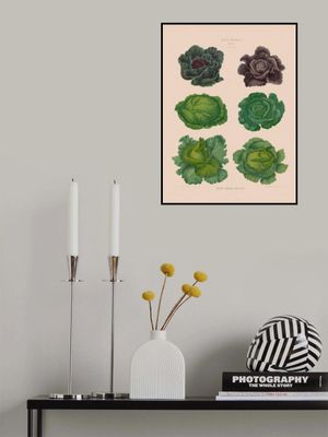 Cabbages From Album Benary (1876 1886) By Ernst Benary