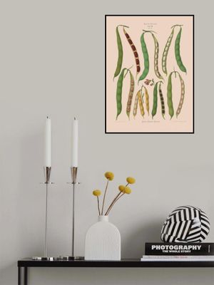 Beans – Dwarf French, Kidney, or Snap From Album Benary (1876 1886) By Ernst Benary