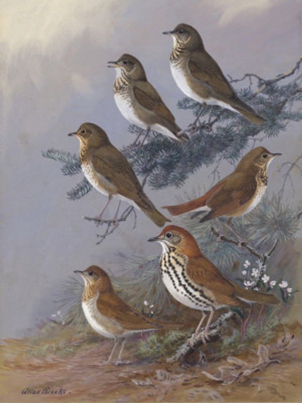 Thrush By Allan Brooks