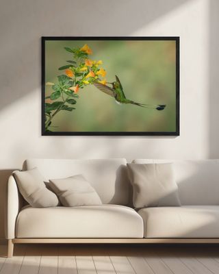 Booted Racket Tail Hummingbird