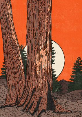 The Calm of the Forest