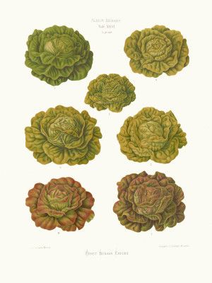 Lettuces – Cabbage Varieties From Album Benary (1876 1886) By Ernst Benary Copy
