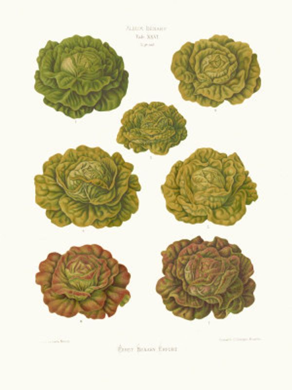 Lettuces – Cabbage Varieties From Album Benary (1876 1886) By Ernst Benary Copy