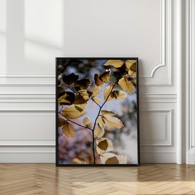 Backlit Golden Leaves