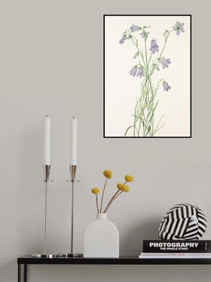 Harebell From North American Wildflowers (1925) By Mary Vaux Walcott