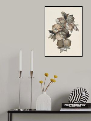 Pomegranate (1867) Rufus King