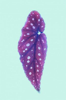 Vibrant Purple Leaf With Polka Dots