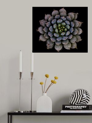 Echeveria setosa var. deminuta