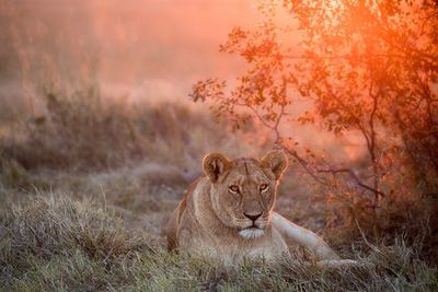 Sunset Lioness