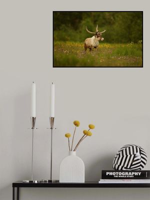 Caribou in grass land