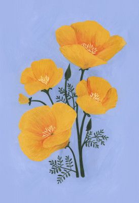 Bouquet of orange California poppies