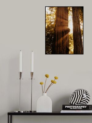 Redwood Forest Sunbeams V