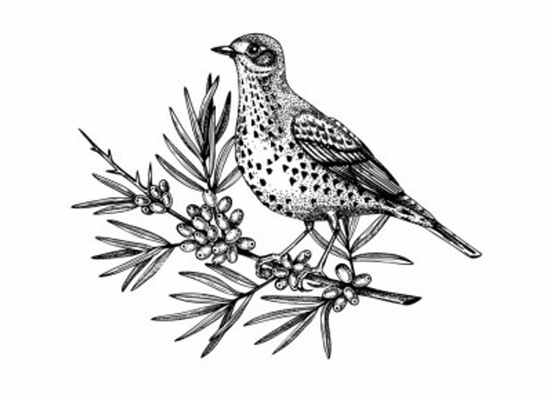 Wildlife Poster - Bird on the branch with berries in vintage style