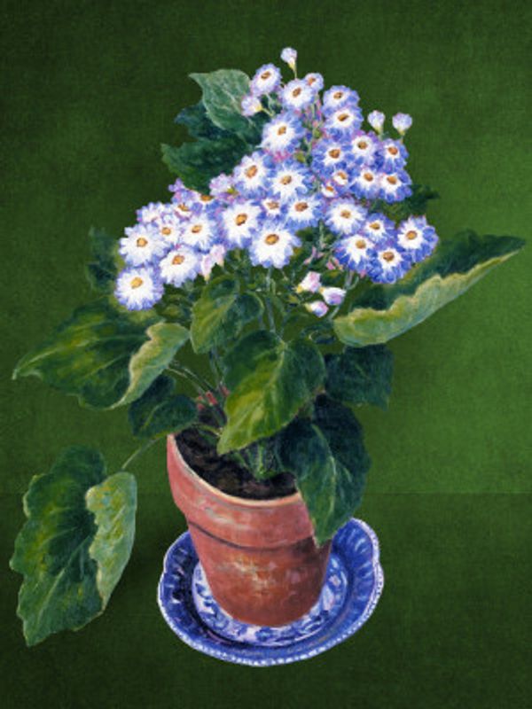 Cineraria, By Josephine
