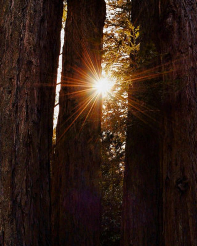 Redwood Forest II
