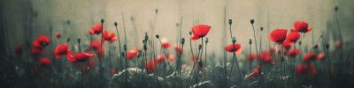 Poppies in the Mist