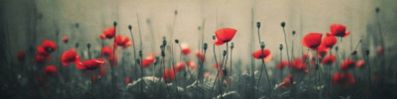 Poppies in the Mist