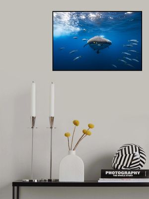 Whale shark escorted by a school of bonito