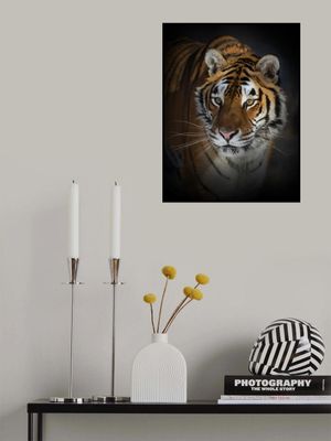 Portrait of a Siberian Tiger