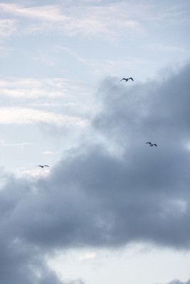Flying High 11